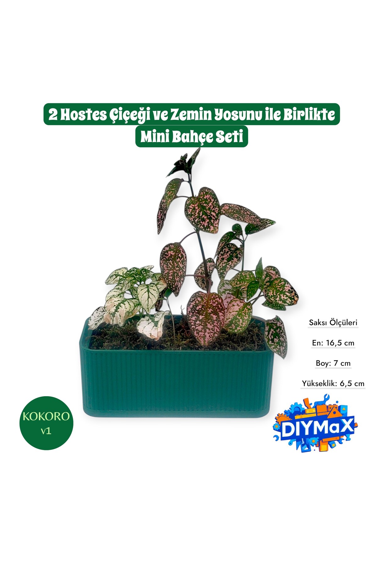 Hostes Çiçeği Saksısı – 2 Canlı Bitkili Dekoratif Masaüstü Bitki | Mini Bitki Bahçesi