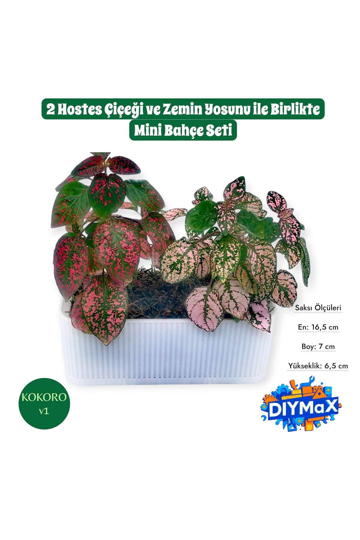 Hostes Çiçeği Saksısı – 2 Canlı Bitkili Dekoratif Masaüstü Bitki | Mini Bitki Bahçesi