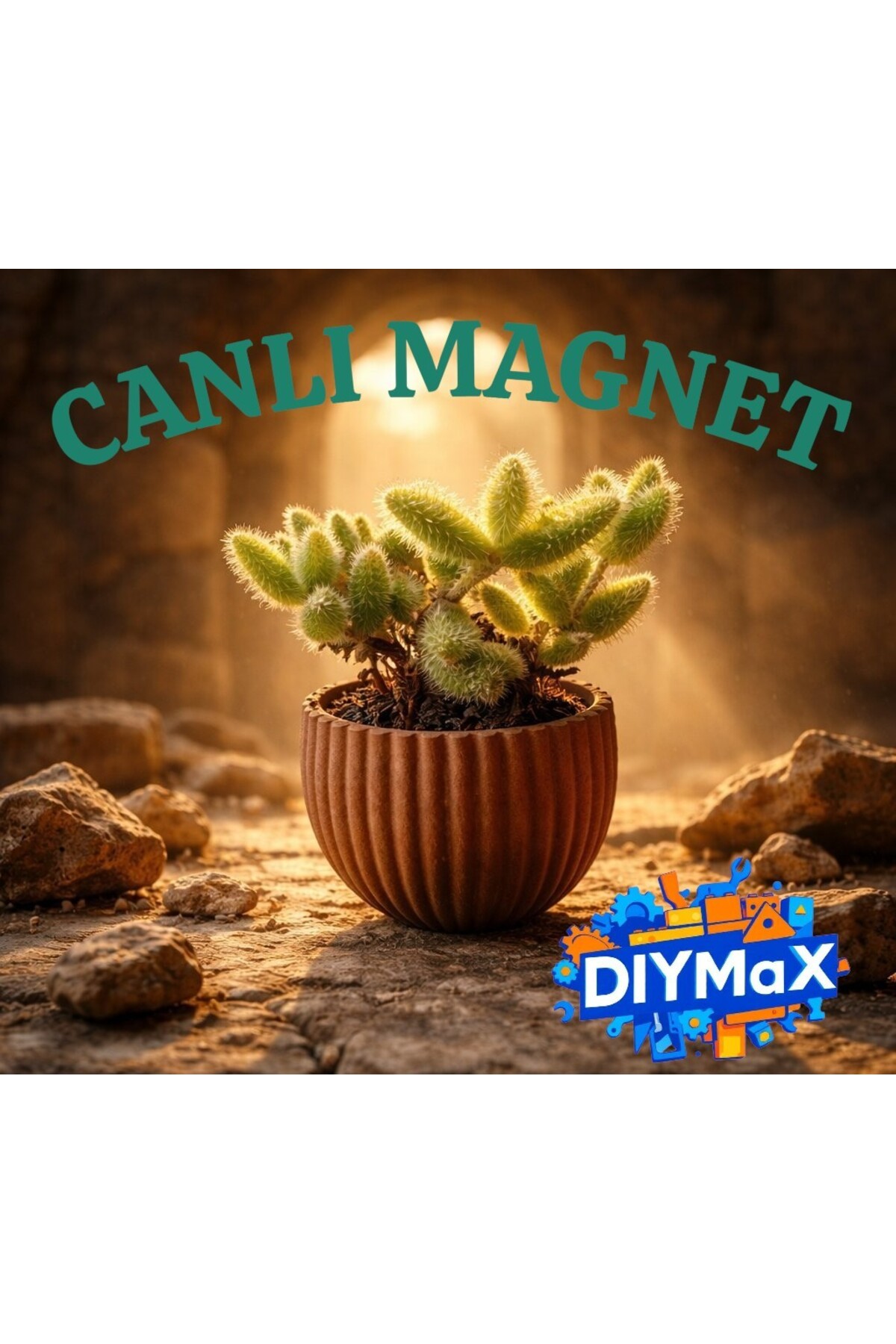 3’lü Set İstiridye Magnet Saksı | Canlı Sukulentli Mıknatıslı Buzdolabı Saksısı | Dekoratif Çiçek